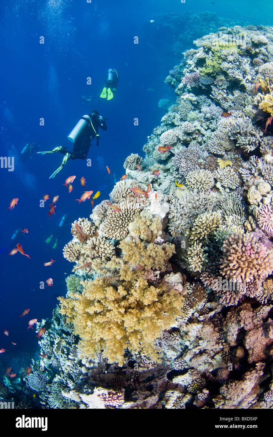 Dahab: The Ultimate Guide for Hippies & Divers